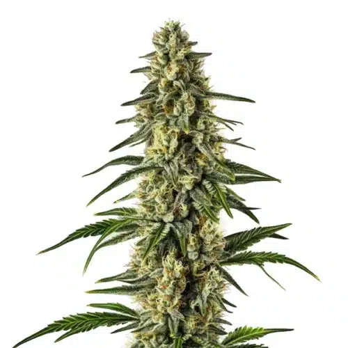 Matanuska Tundra Fast Version plant with dense icy buds and frosty white trichomes.