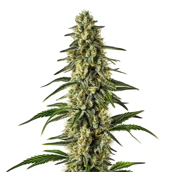 Matanuska Tundra Fast Version plant with dense icy buds and frosty white trichomes.