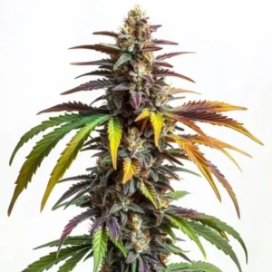 Colorful cannabis bud with purple, orange, and green tones, representing the Sundae Driver strain.