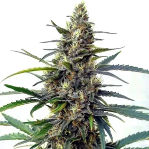 Star Killer Fast Version cannabis plant with resinous buds, deep green leaves, and a frosty appearance, ready for harvest.
