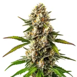 Maracuya Regular cannabis plant with thick green buds and bright orange pistils.