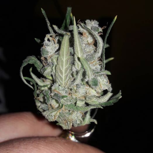 Amnesia Blue Head Band are feminized weed seeds