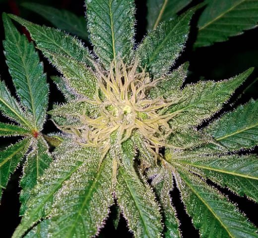 The speed of flowering, Bubba Gift