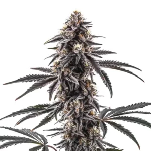 Mac Regular Cannabis Pflanze mit frostigen Blüten und lila Tönen in den Blättern.