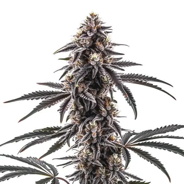 Mac Regular Cannabis Pflanze mit frostigen Blüten und lila Tönen in den Blättern.