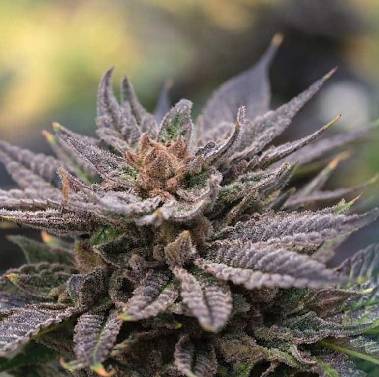 CBD Harlequin (1:25) is another type of medicinal weed seed