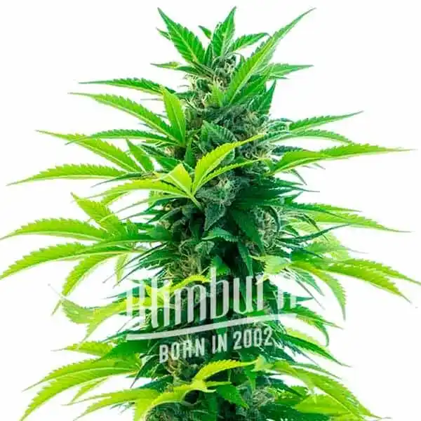 Colombian Gold Auto
