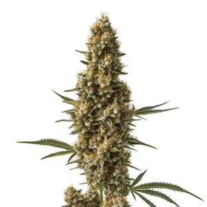 Dense buds of the Coma cannabis strain with frosty resin