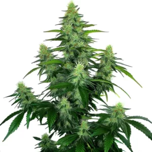 Resinous Deelite Auto buds with bright green foliage