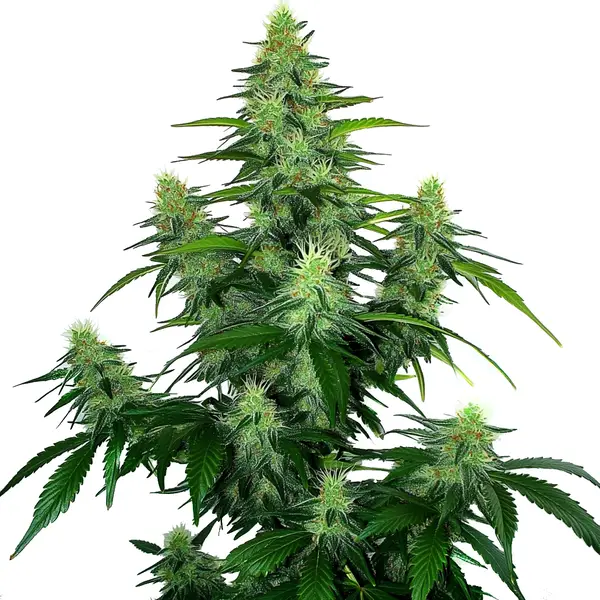 Resinous Deelite Auto buds with bright green foliage