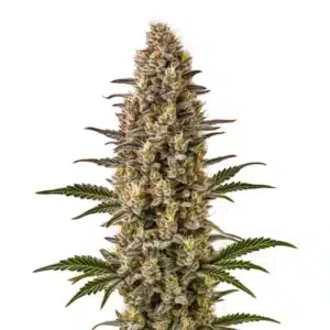 Gelonade cannabis plant with resin-drenched buds and bright green leaves.
