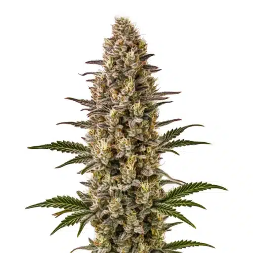 Gelonade cannabis plant with resin-drenched buds and bright green leaves.