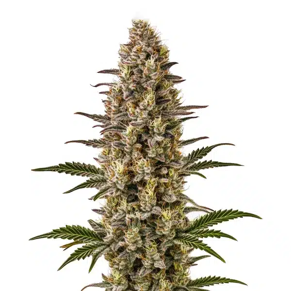 Gelonade cannabis plant with resin-drenched buds and bright green leaves.