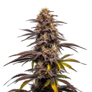 Ghost Train Haze x Pellezino cannabis plant with purple hues and thick, resin-coated buds.