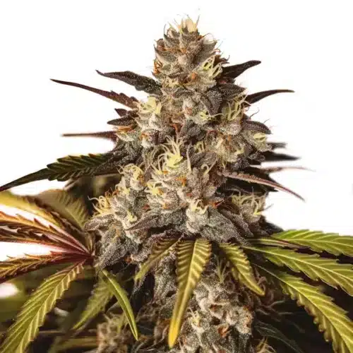Girl Scout Cookies x Do-Si-Dos cannabis strain with frosty buds and vibrant leaf hues.