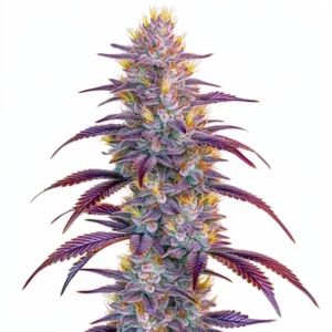 Mimosa cannabis plant with vibrant purple and green buds, highlighted by orange pistils, and covered in glistening trichomes, set against a clean white background