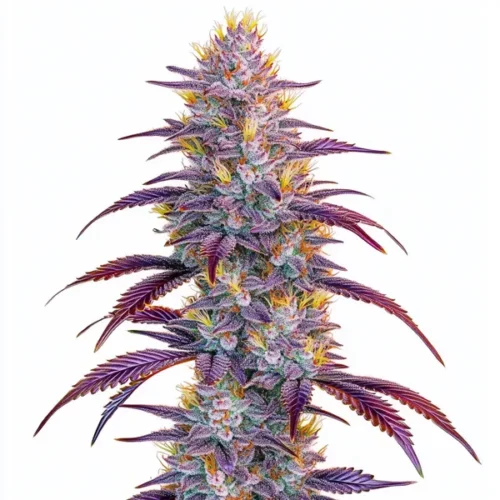 Mimosa cannabis plant with vibrant purple and green buds, highlighted by orange pistils, and covered in glistening trichomes, set against a clean white background