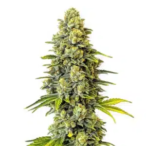 Dense green cannabis bud with trichome-rich coating and orange pistils, highlighting the Original Glue strain.