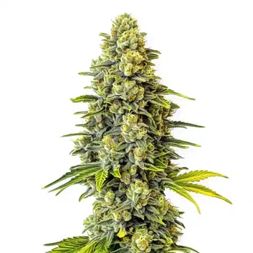 Dense green cannabis bud with trichome-rich coating and orange pistils, highlighting the Original Glue strain.