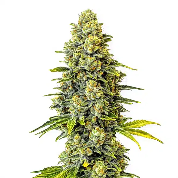 Dense green cannabis bud with trichome-rich coating and orange pistils, highlighting the Original Glue strain.