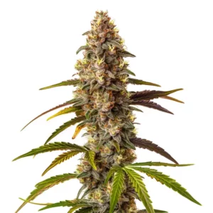 Quarter Pounder Auto cannabis strain with dense buds and green leaves, showcasing purple and orange hues. The flowers are coated with trichomes.