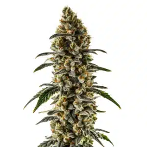 Sweet Zombie cannabis plant with dark purple buds and a heavy coating of trichomes.