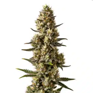 Velvet Lushers cannabis bud showcasing deep purple tones, orange pistils, and dense trichomes.