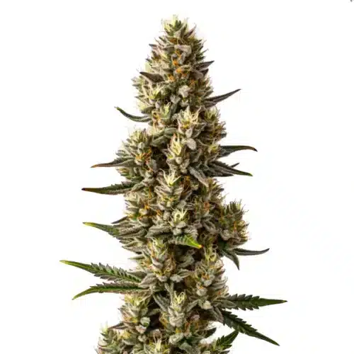 Velvet Lushers cannabis bud showcasing deep purple tones, orange pistils, and dense trichomes.