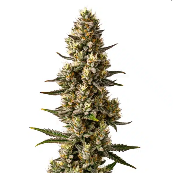 Velvet Lushers cannabis bud showcasing deep purple tones, orange pistils, and dense trichomes.