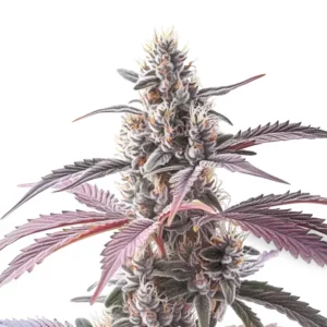 Wedding Cake x Animal Mints cannabis hybrid with frosty buds and purple leaves.