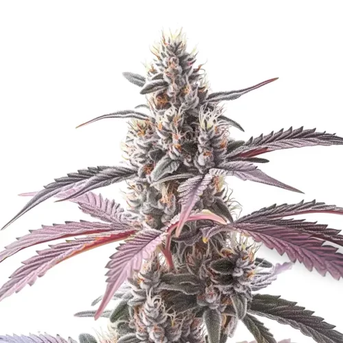 Wedding Cake x Animal Mints cannabis hybrid with frosty buds and purple leaves.
