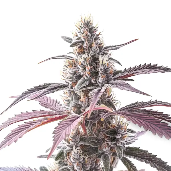 Wedding Cake x Animal Mints cannabis hybrid with frosty buds and purple leaves.