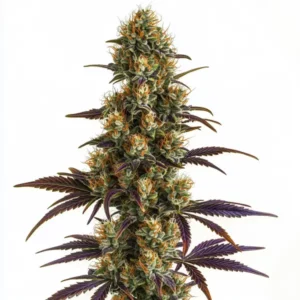 Resin-coated cannabis bud with light green hues, showcasing the Wifi OG strain.