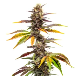 Colorful Zwonka strain with sweet and fruity terpene profile.