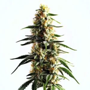 Cake Batter cannabis strain with dense, frosty buds and orange pistils, showcasing its trichome-rich surface.