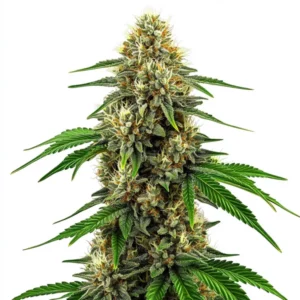 Future #1 Seeds cannabis plant with thick buds covered in trichomes, orange pistils, and lush green leaves, set against a clean white background