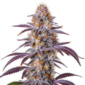 Gelato 33 cannabis plant with purple leaves, dense buds, and vibrant orange pistils