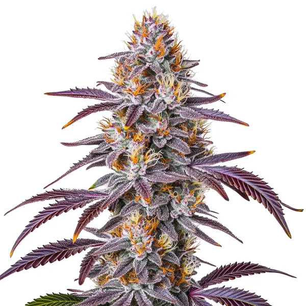 Gelato 33 cannabis plant with purple leaves, dense buds, and vibrant orange pistils