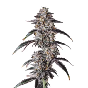 Georgia Pie cannabis strain with purple hues and frosty buds
