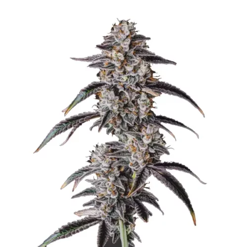 Georgia Pie cannabis strain with purple hues and frosty buds