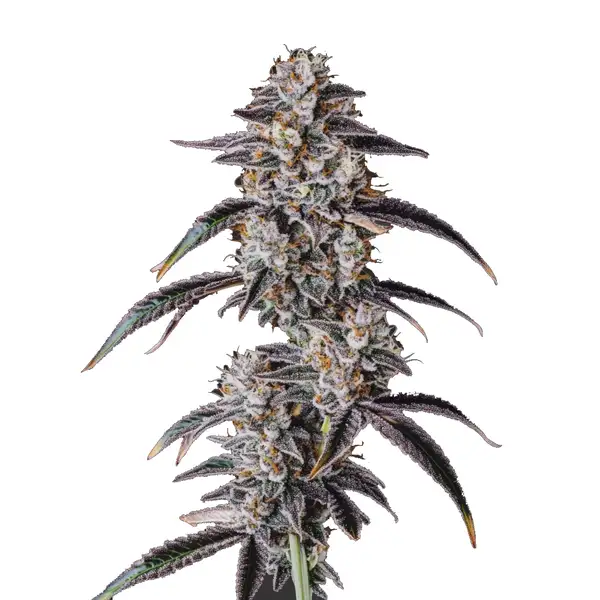 Georgia Pie cannabis strain with purple hues and frosty buds