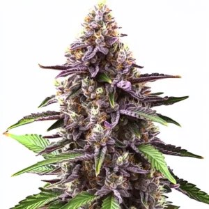 Close-up of a Grandaddy Purple Regular cannabis plant with purple buds and resin-coated trichomes.