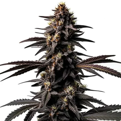 Miracle Alien Cookies cannabis strain with dark purple buds