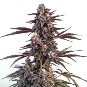 Moonshine Cookies cannabis strain with purple-hued buds, dense trichomes, and sharp orange pistils, highlighting its frosty appearance.