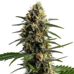 Stoned Panda cannabis plant with dark green buds, orange pistils, and frosty trichomes