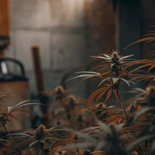 Hyper-realistic outdoor cannabis farm at dusk, with reddish-brown plants and a blurred building in background.