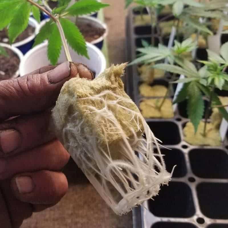 Cannabis indoor