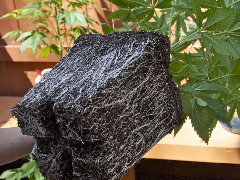The roots cannabis Plants
