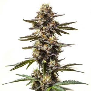 Cereal Milk cannabis plant with dense buds and a frosty appearance, showing green leaves and orange pistils.