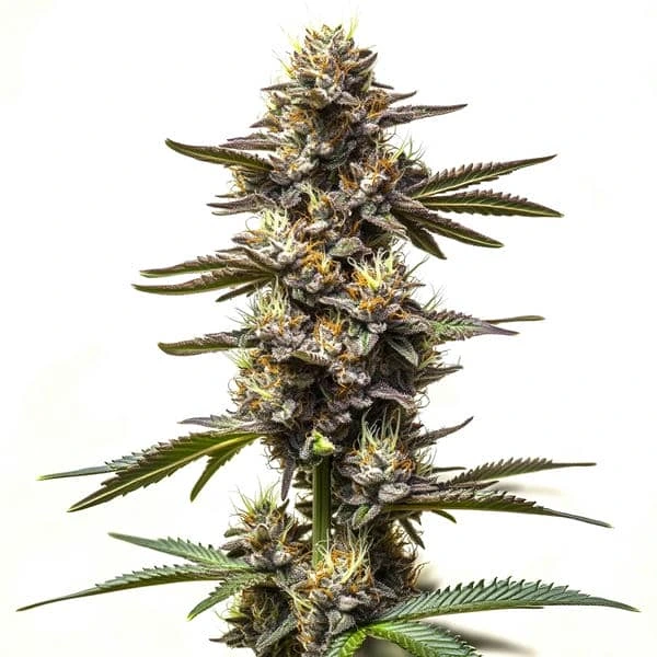 Cereal Milk cannabis plant with dense buds and a frosty appearance, showing green leaves and orange pistils.